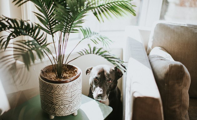 Dog looking guilty behind houseplant