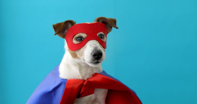 Dog jack russell super hero costume