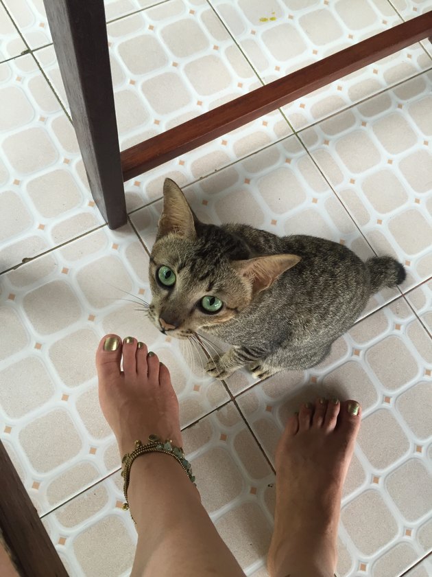 Low Section Of Woman By Cat On Floor At Home