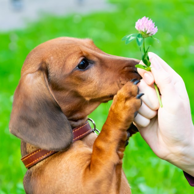 dachshund