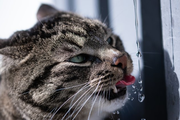 Thirsty Grey tabby cat drinking water, extreme close up portrait with water drops splashing around cats face