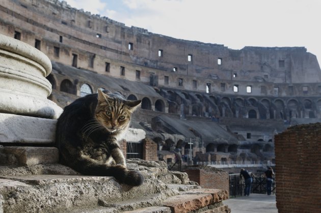 Cat in Coliseum