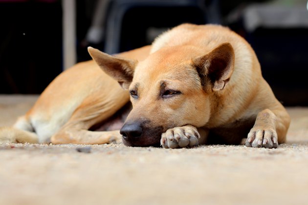 Brown lonely dog on the sand ground