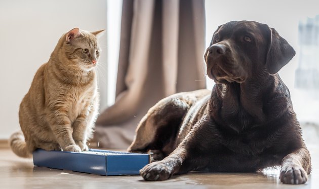 Cats and Dogs