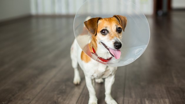 Vet Collar dog
