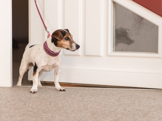 dog waiting at the door, ready for a walk - Jack Russell Terrier