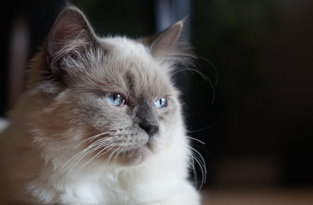 Himalayan/Ragdoll Cat looking towards the window - head shot