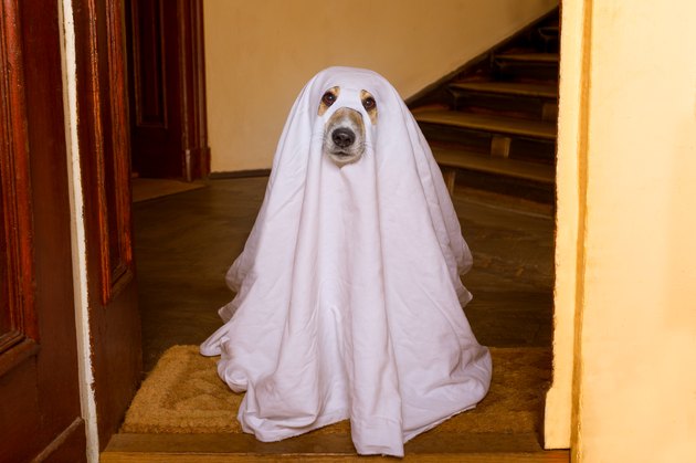 Could You Be Haunted By The Ghost Of A Dead Pet? | Cuteness