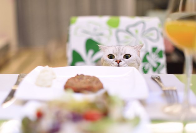 A Scottish Fold smell the food on the table.
