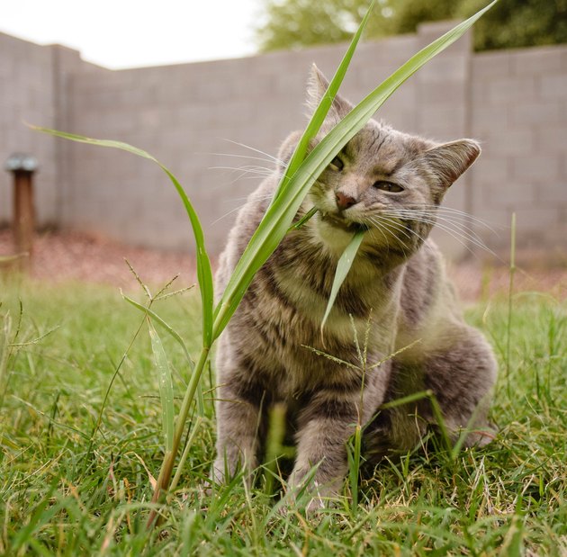 Close-Up Of Cat Eating Grass