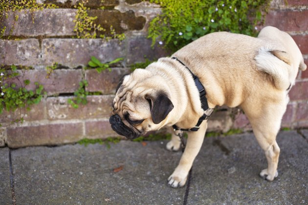 pug dog peeing on a wall outside