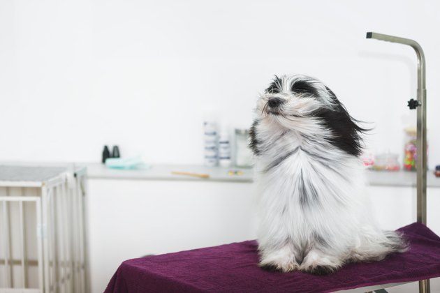 Dog being blown by hairdryer. Happy Tibetan terrier dog under the blow dryer after after a bath procedure in grooming salon