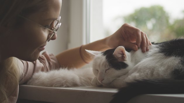 Woman strokes cute sleeping cat at windowsill