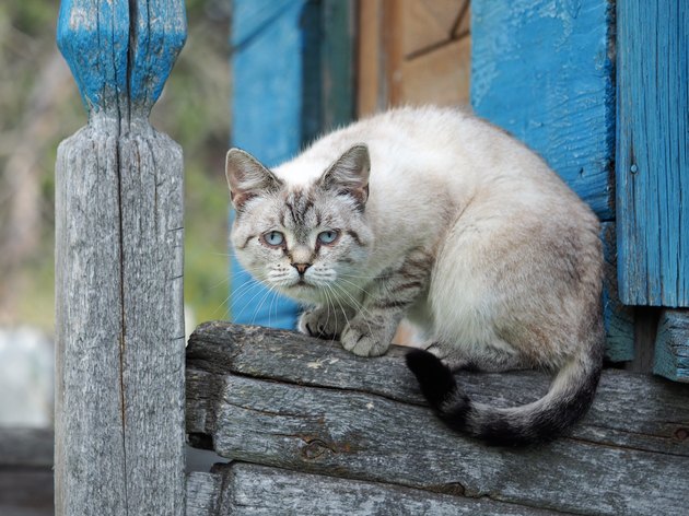 Portrait of a strange cat. The cat is a purebred. Have animal disease eye