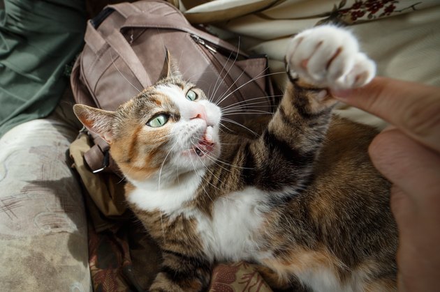 Beautiful ginger angry cat playing with woman hand and biting her with funny emotions