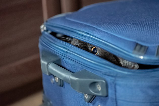 Funny cat hides into a suit case. Travelling holiday concept