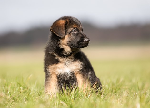 German Shepherd Puppy