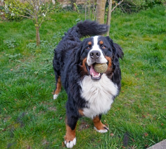 Bernese Mountain Dog playing with the tennis ball in the garden