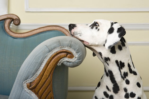 Wistful dalmation
