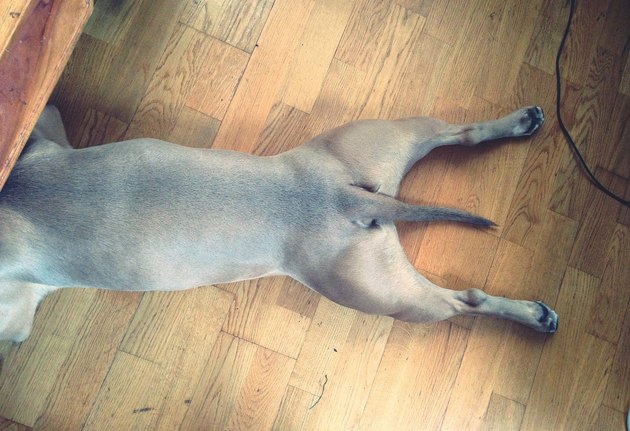 Low section of dog on wooden floor