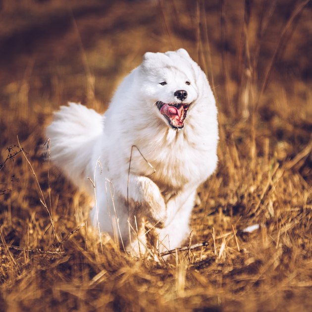 White fluffy Samoyed dog puppy is running outside