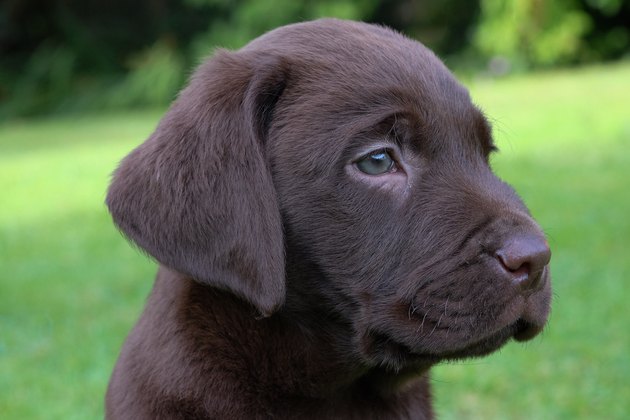 Pup