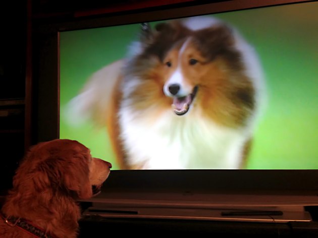 Pets Watching TV
