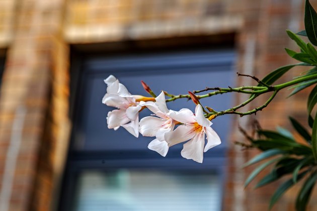 Oleander