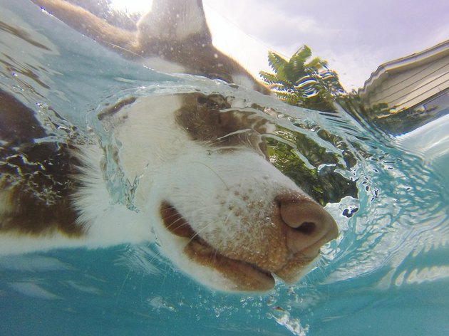Close-Up Of Dog Swimming In Water
