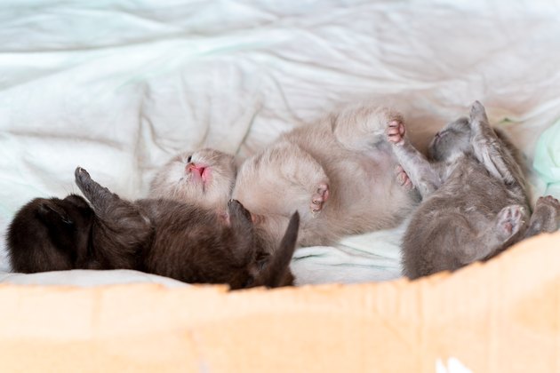 Sleeping Beauties, Kitten Scottish Fold Paws up