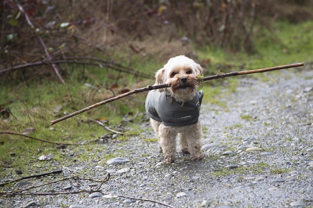 Shih Tzu with stick