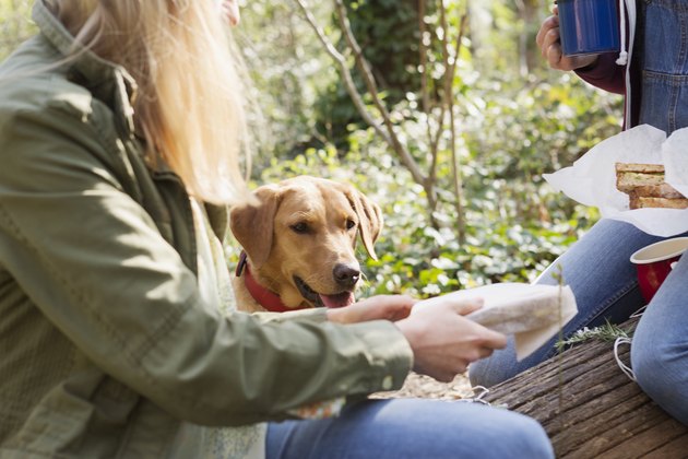 Woman opens packed lunch, her dog is begging for food.