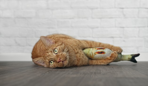 cat holding fish toy