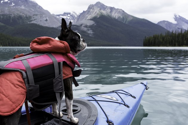 Boston Terrier Dog in Kayak on Maligne Lake, Jasper National Park