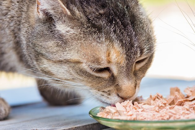 Cats face eating food