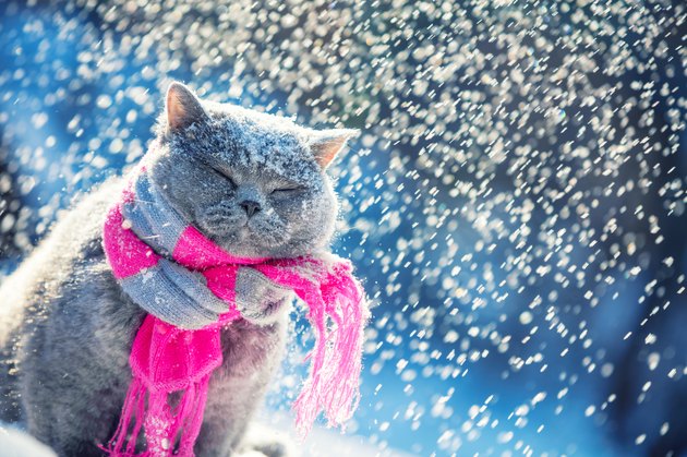 Portrait of a Blue British Shorthair cat, wearing the knitted scarf. Cat sitting outdoors in the snow in winter during snowfall