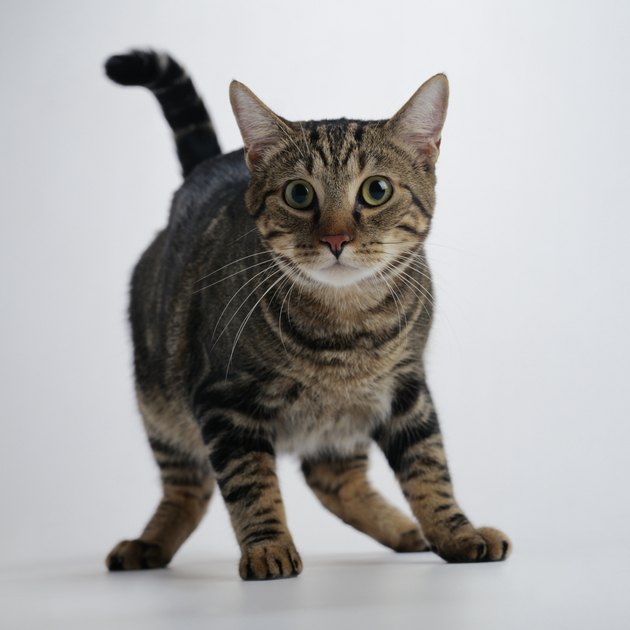 Portrait of a Brown Tabby Cat in Fear