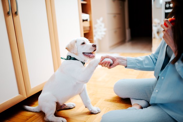 Teaching a puppy to give a paw.