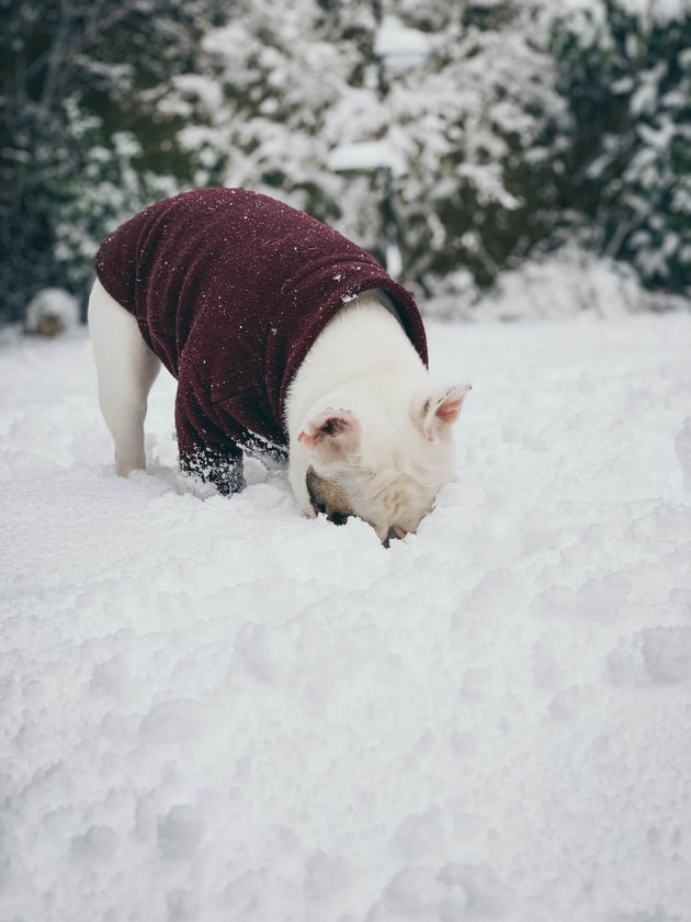 White French Bulldog puppy eating snow.