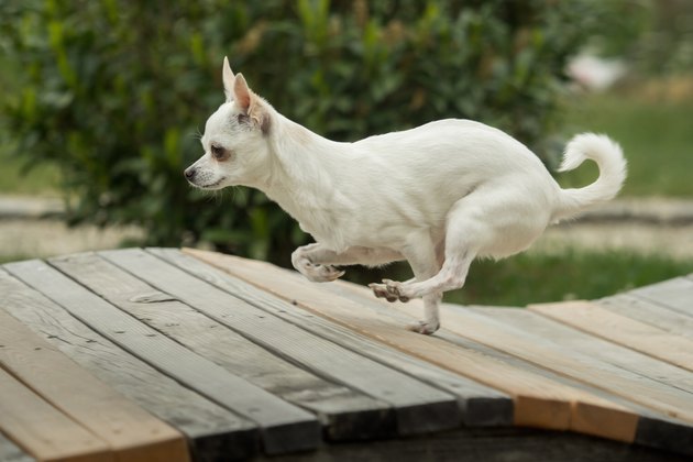 A little white chihuahua is playing outside