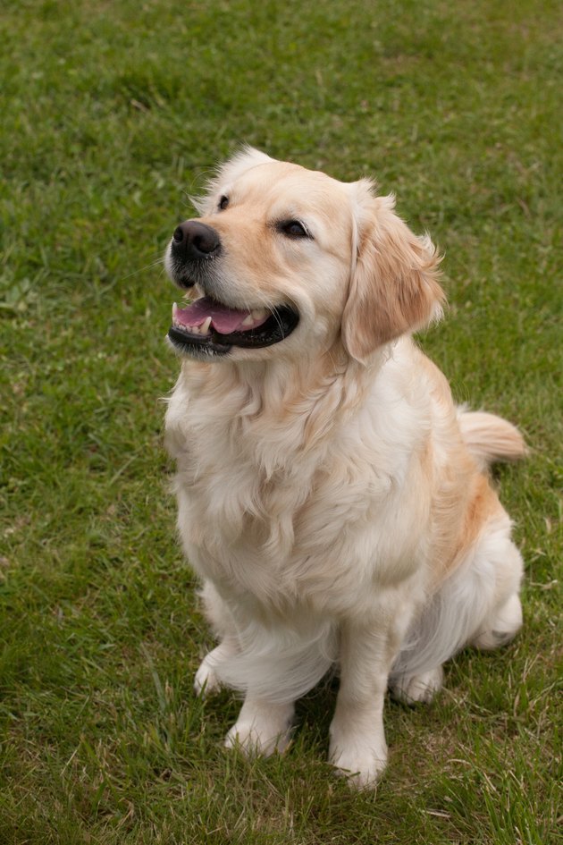 golden retriever