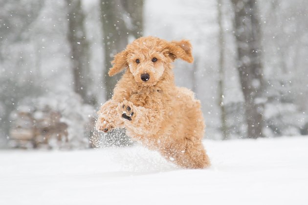 Poodle running in the snow