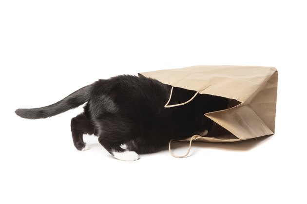 Curious Cat Crawling Inside Brown Paper Shopping Bag