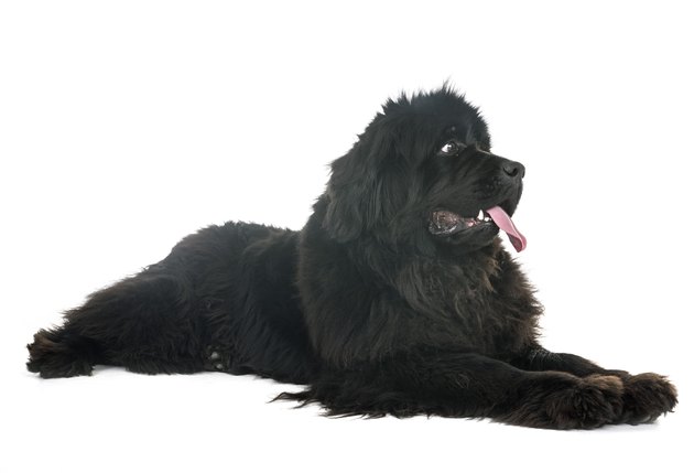 newfoundland dog