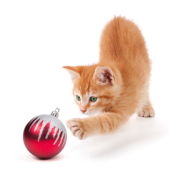 Cute Orange Kitten Playing with a Christmas Ornament on White