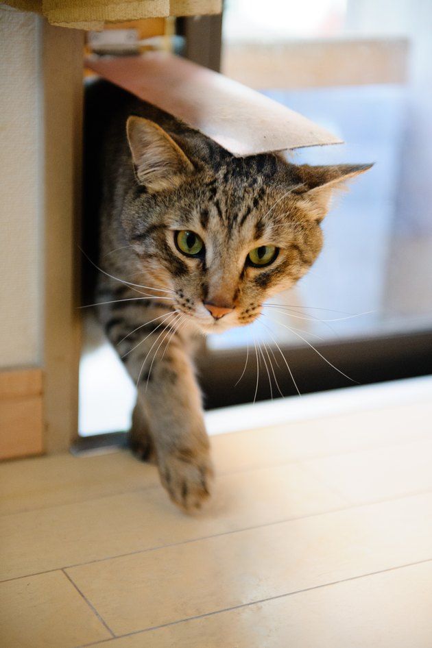 cat going through cat door