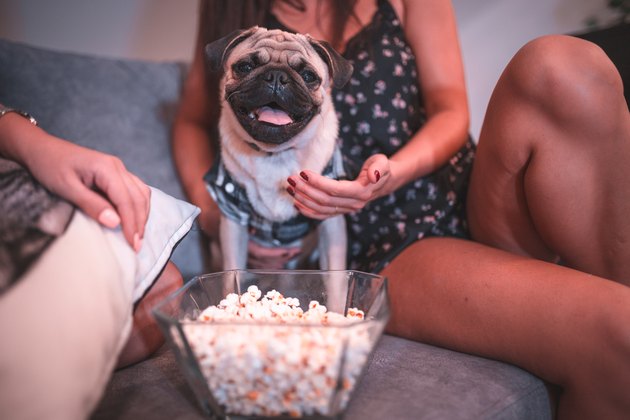 Cutle little pug dog eating popcorn