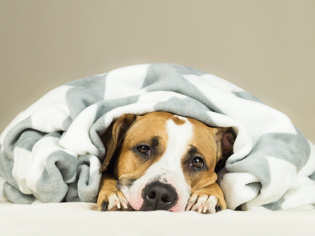 Funny young staffordshire terrier puppy lying covered in throw blanket and falling asleep.