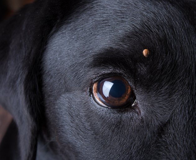 Tick on a dog