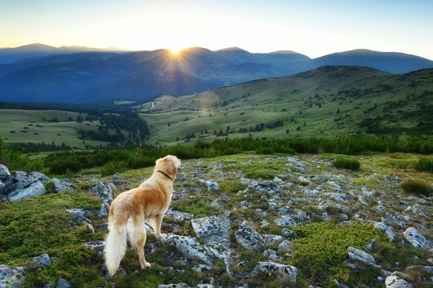 Golden Retriever watching the sunset at Belmeken